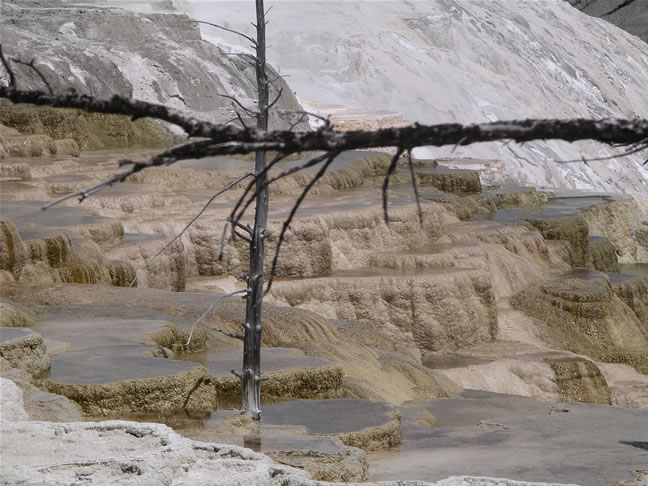 images/J-Canary Spring (9).jpg